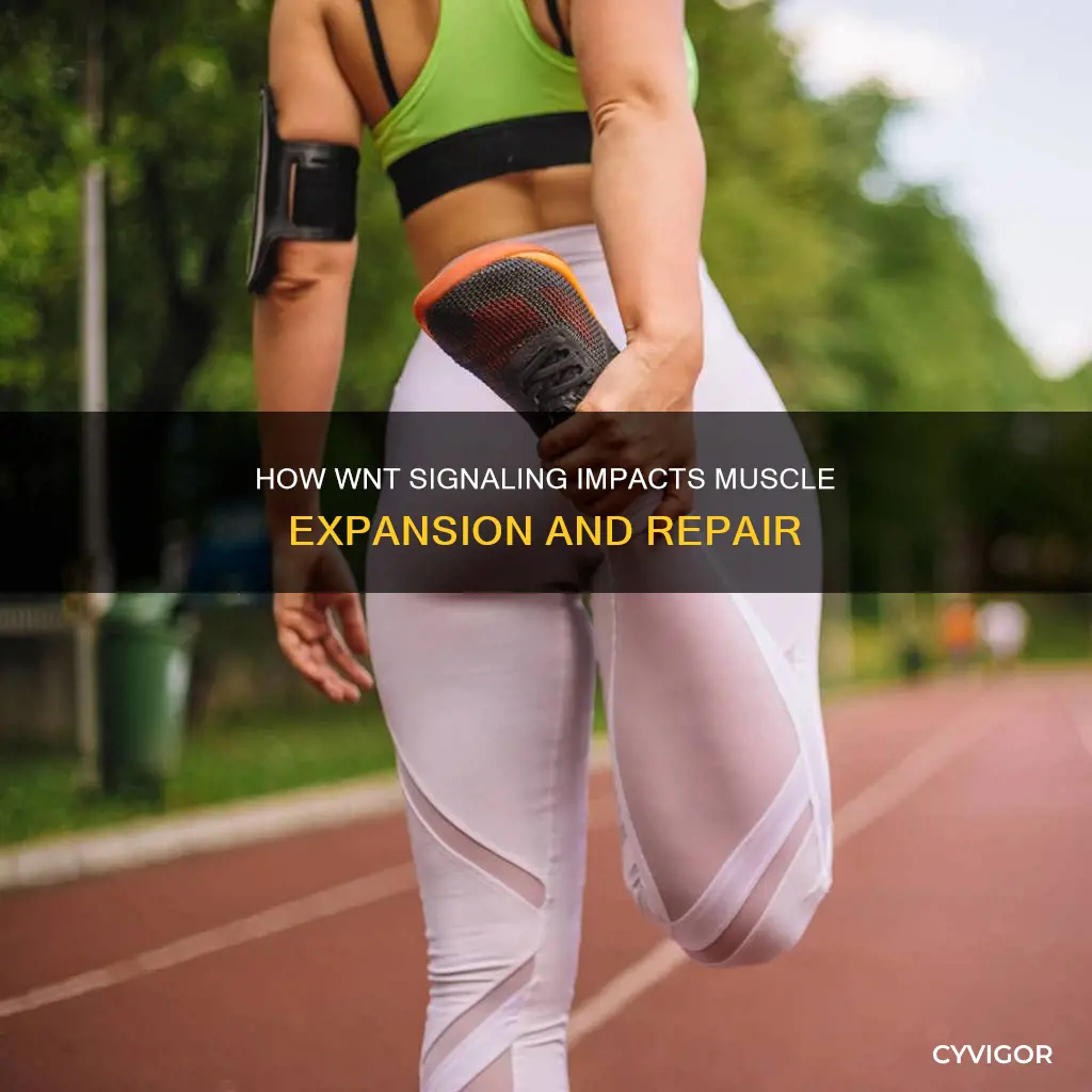 does wnt induce expail muscle