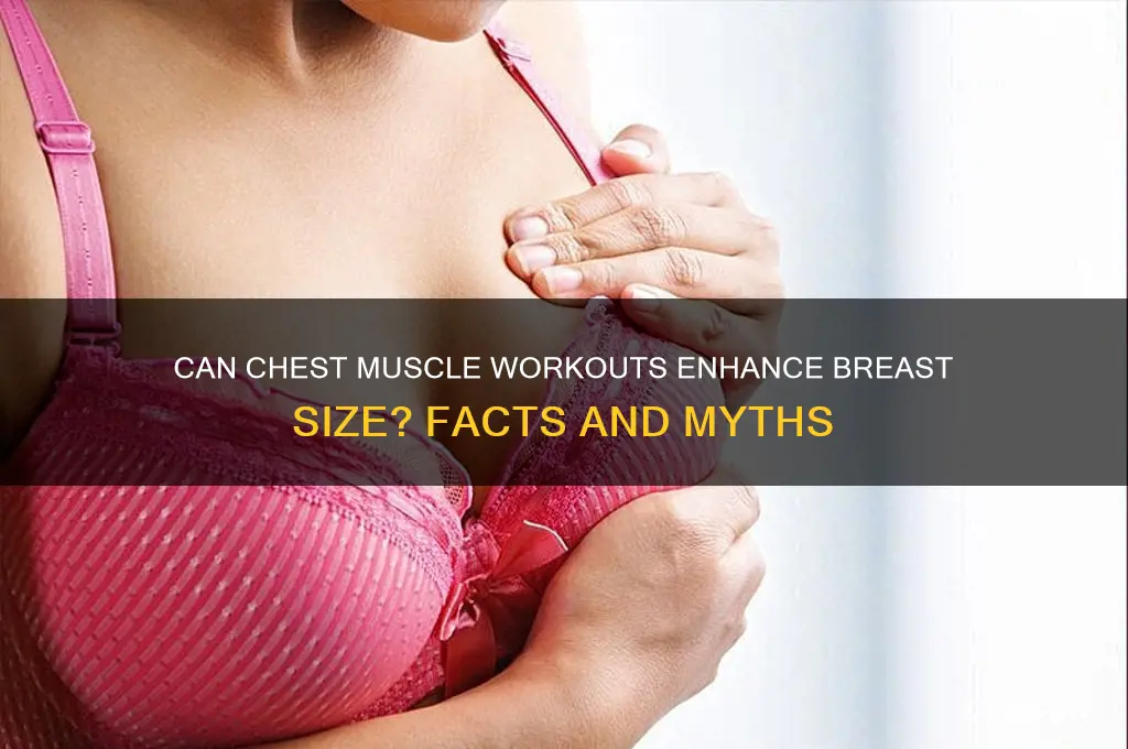does working chest muscles grow your boobs