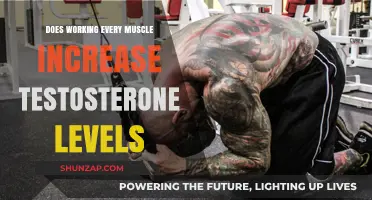 Boost Testosterone Naturally: Full-Body Workouts and Hormonal Impact Explained