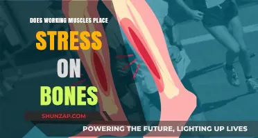 Muscle Workouts: Unveiling Bone Stress and Strength Connections