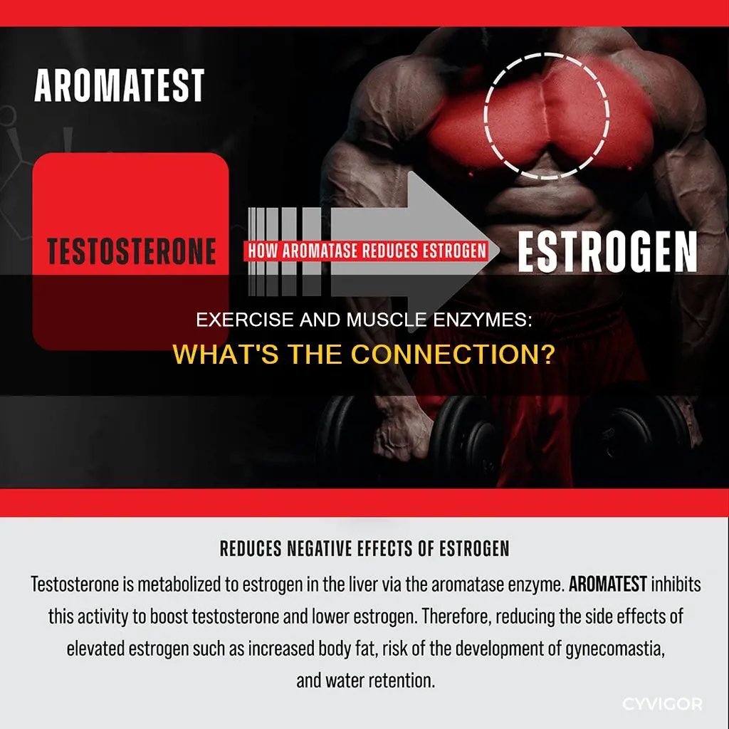 does working out cause muscle enzyme levels to rise