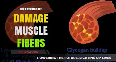 Does Working Out Damage Muscle Fibers? Unraveling the Truth