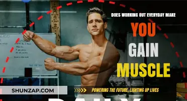 Daily Workouts and Muscle Gain: Fact or Fitness Myth?
