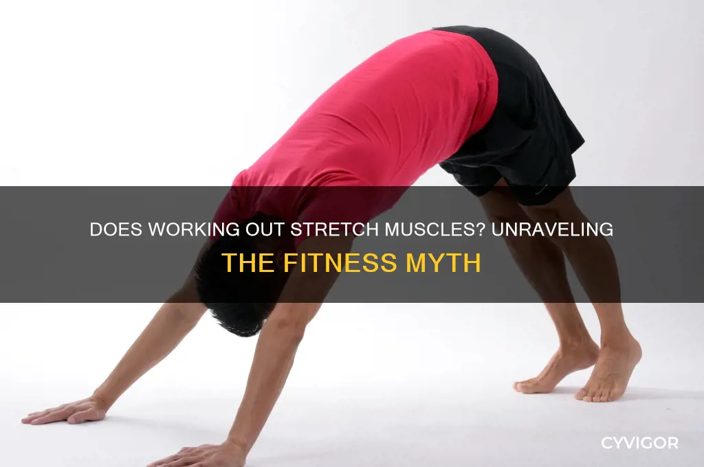 does working out stretch your muscles