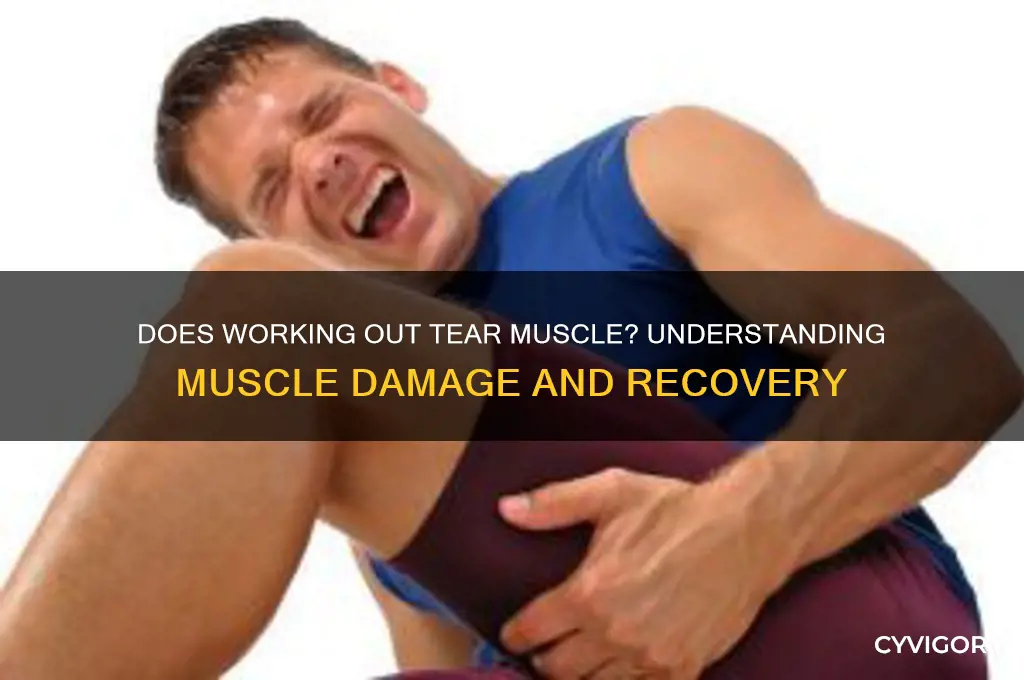 does working out tear muscle