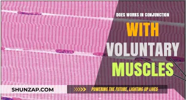 How Voluntary Muscles Collaborate with Other Systems for Optimal Function