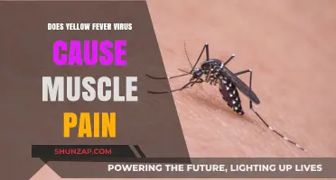 Yellow Fever Virus: Understanding Muscle Pain