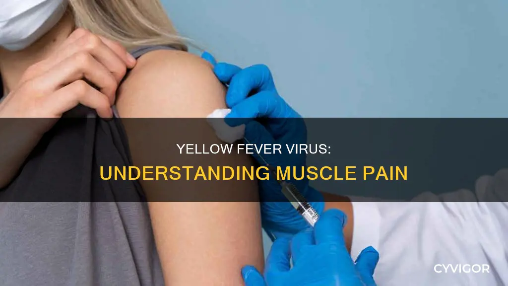 does yellow fever virus cause muscle pain