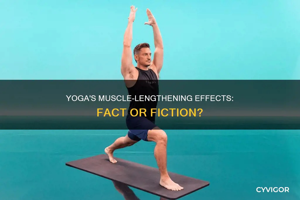does yoga actually lengthen muscles