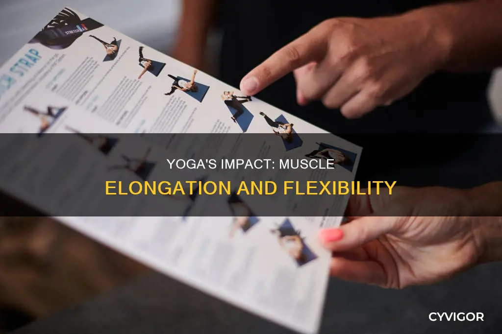 does yoga elongate muscles
