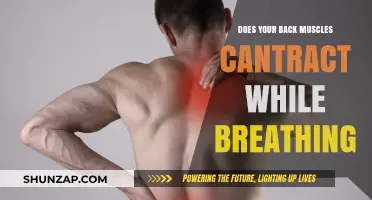 Understanding Back Muscle Contractions During Breathing: A Guide