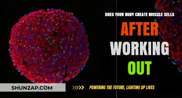 How Working Out Triggers Muscle Cell Growth and Repair