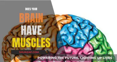 Brain Anatomy: Unveiling the Muscle Mystery