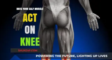 Exploring the Connection: Calf Muscles and Knee Function