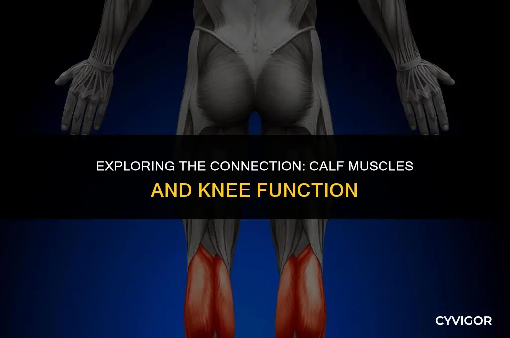 does your calf muscle act on knee