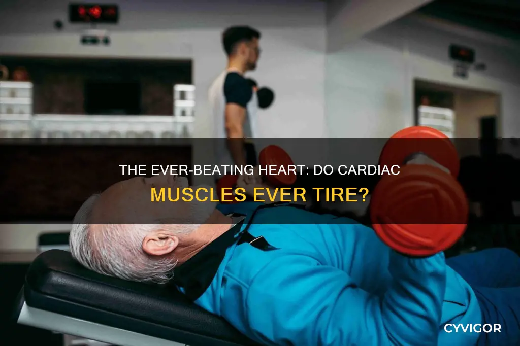 does your cardiac muscle tire