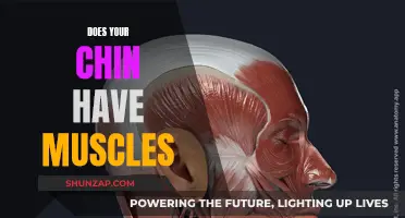 Exploring the Muscles in Your Chin: What You Need to Know