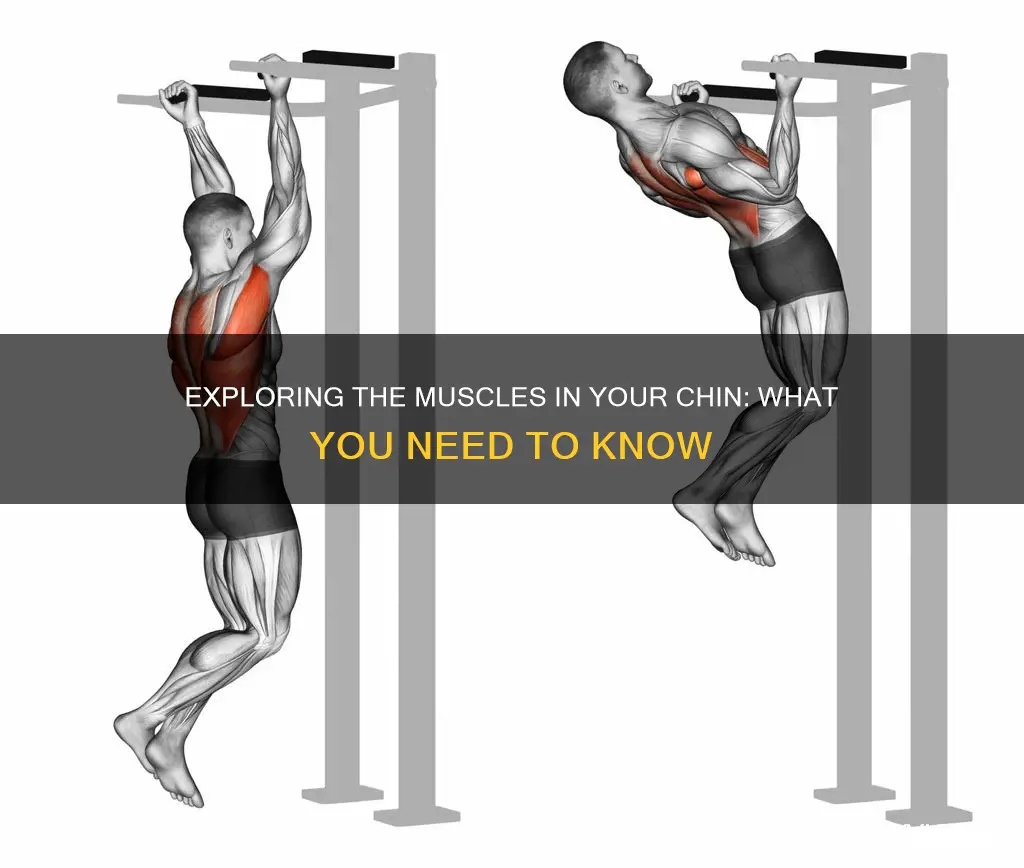 does your chin have muscles