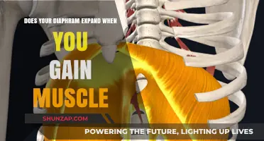 Muscle Gain and Diaphragm Expansion: Understanding the Connection