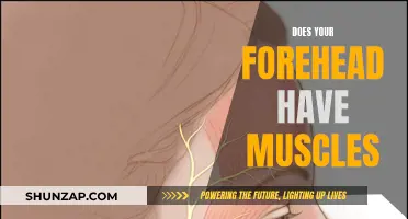The Forehead Muscle Mystery: Unveiling the Truth