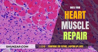 Heart Muscle Repair: Is It Possible?