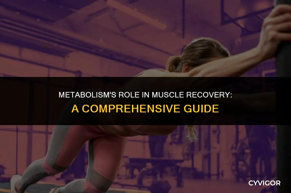 does your metabolism affect muscle healing