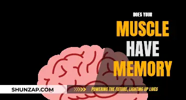 Muscle Memory: Fact or Fiction?