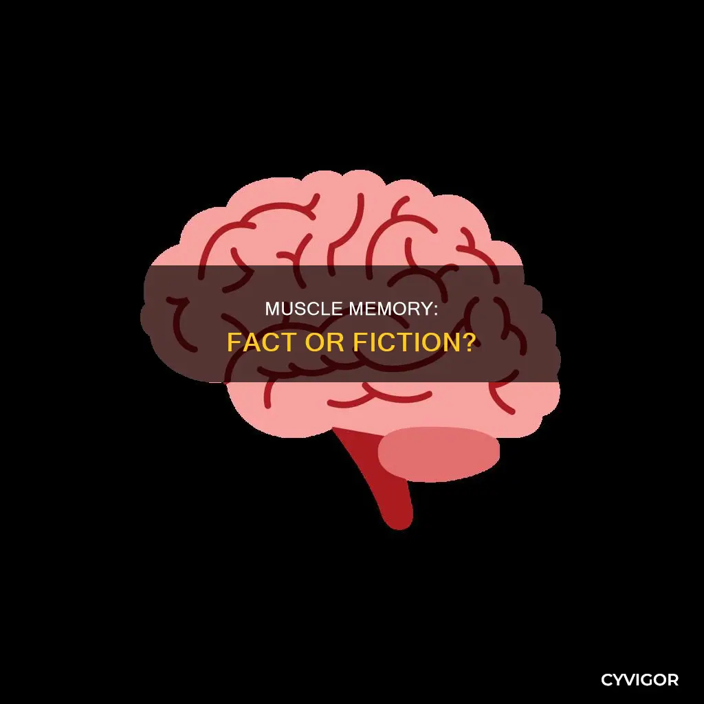 does your muscle have memory