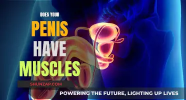 The Muscularity of the Penis: Fact or Fiction?