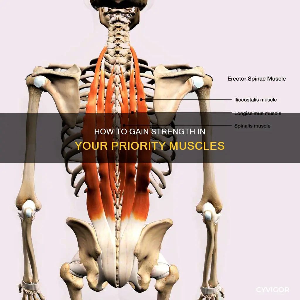 does your priotized muscles