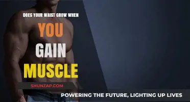 Does Muscle Gain Increase Waist Size? Facts and Myths Explained