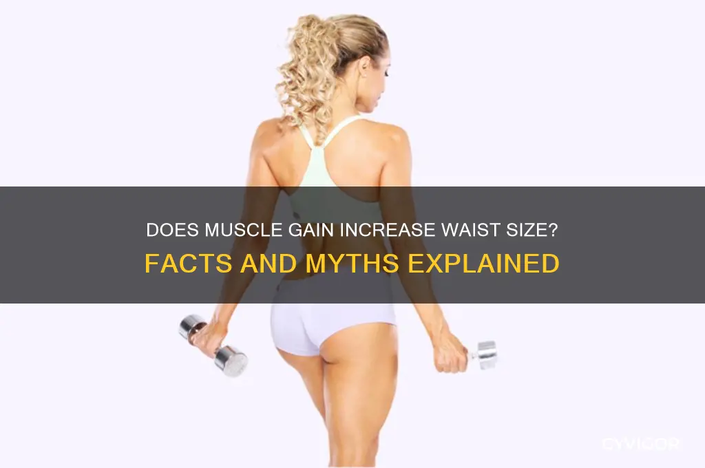does your waist grow when you gain muscle