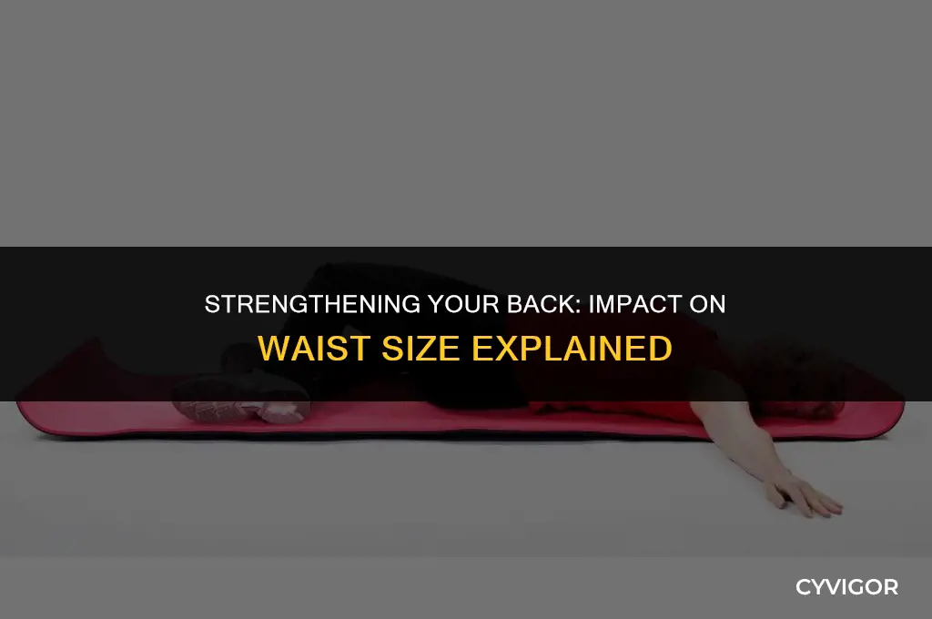 does your waist size increase as you increase back muscle