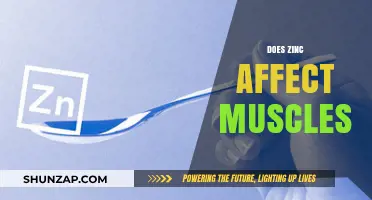 Exploring the Impact of Zinc on Muscle Health and Performance