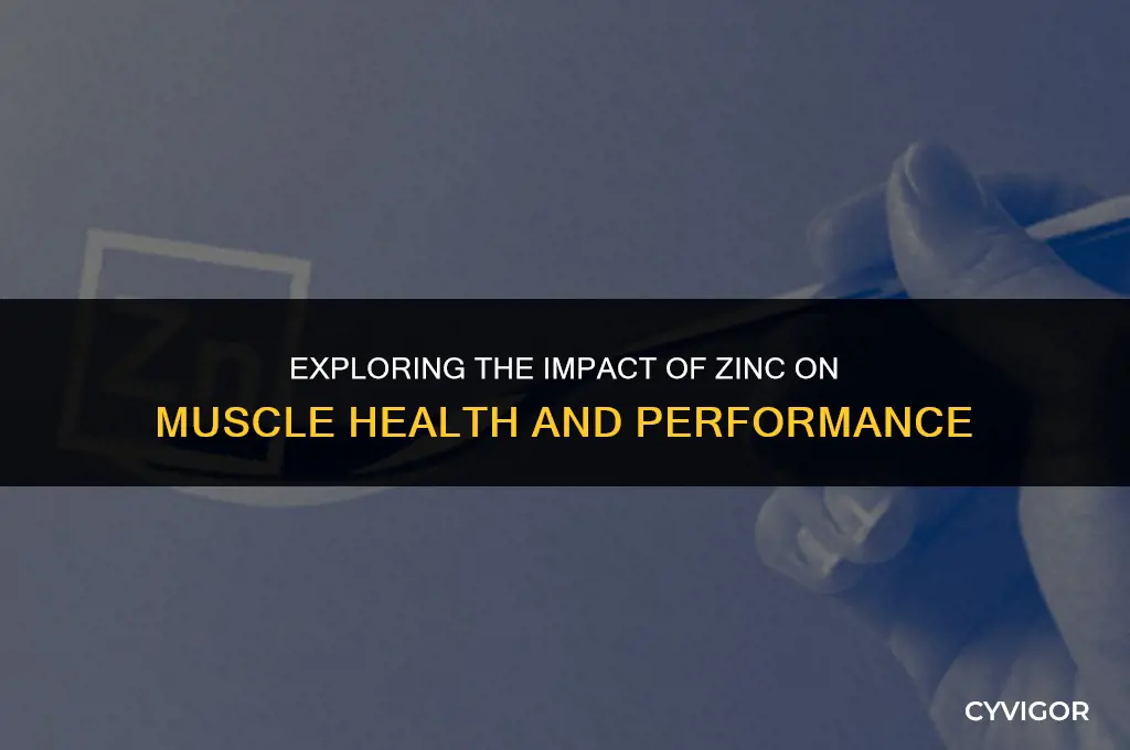does zinc affect muscles