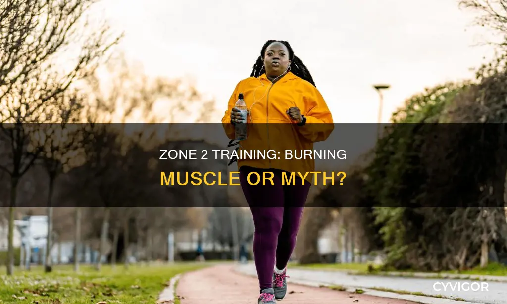 does zone 2 burn muscle