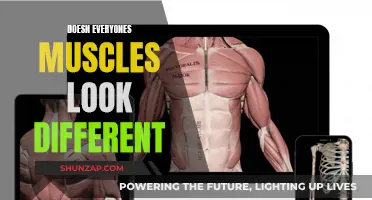 Why Do People's Muscles Look Different?