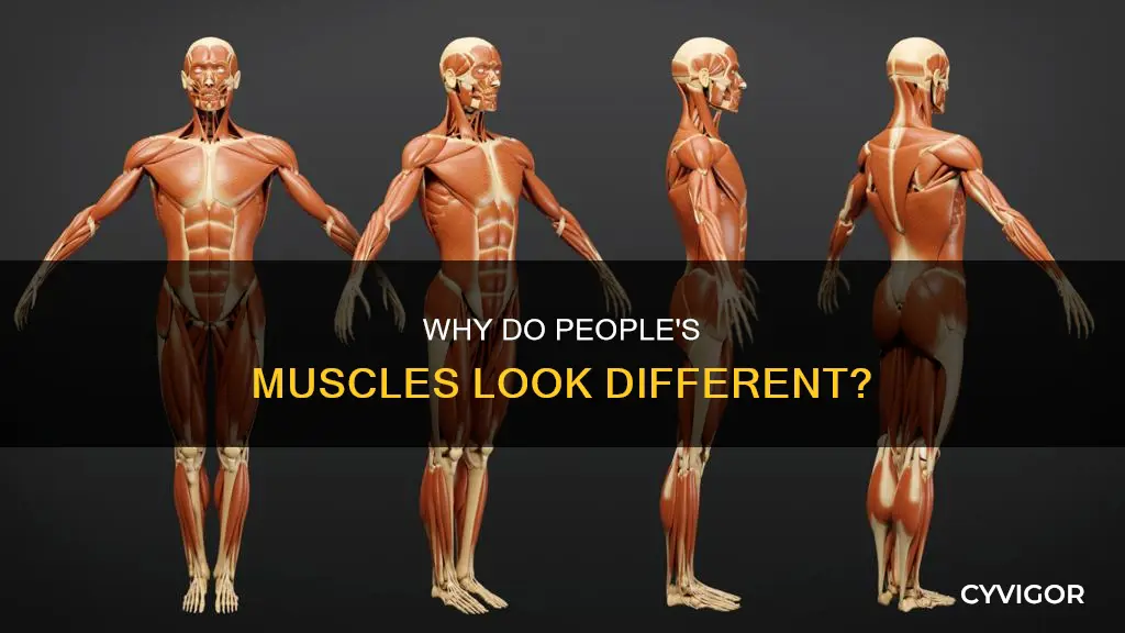 doesn everyones muscles look different