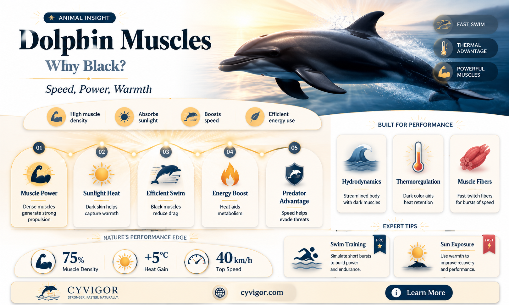 are dolphin muscles black