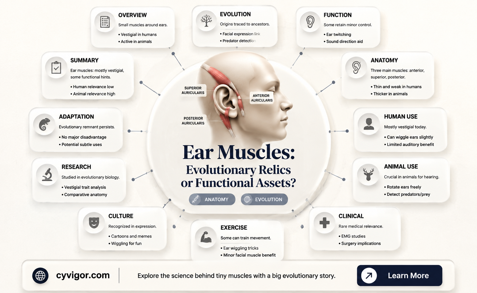 are ear muscles vestigial