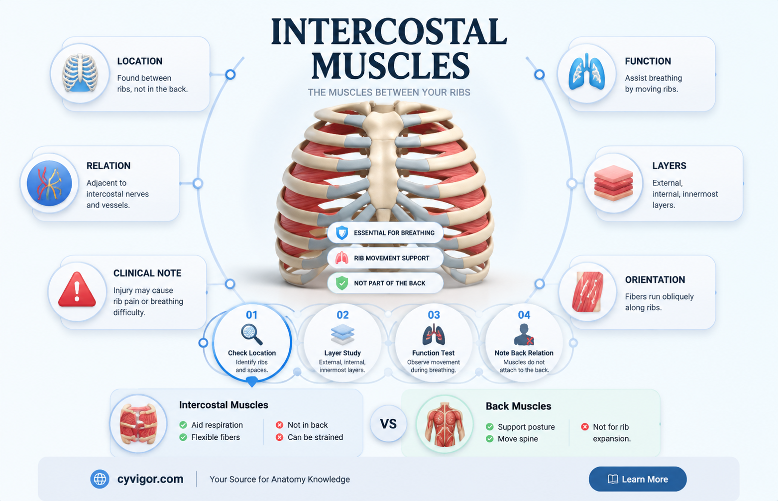 are intercostal muscles in the back