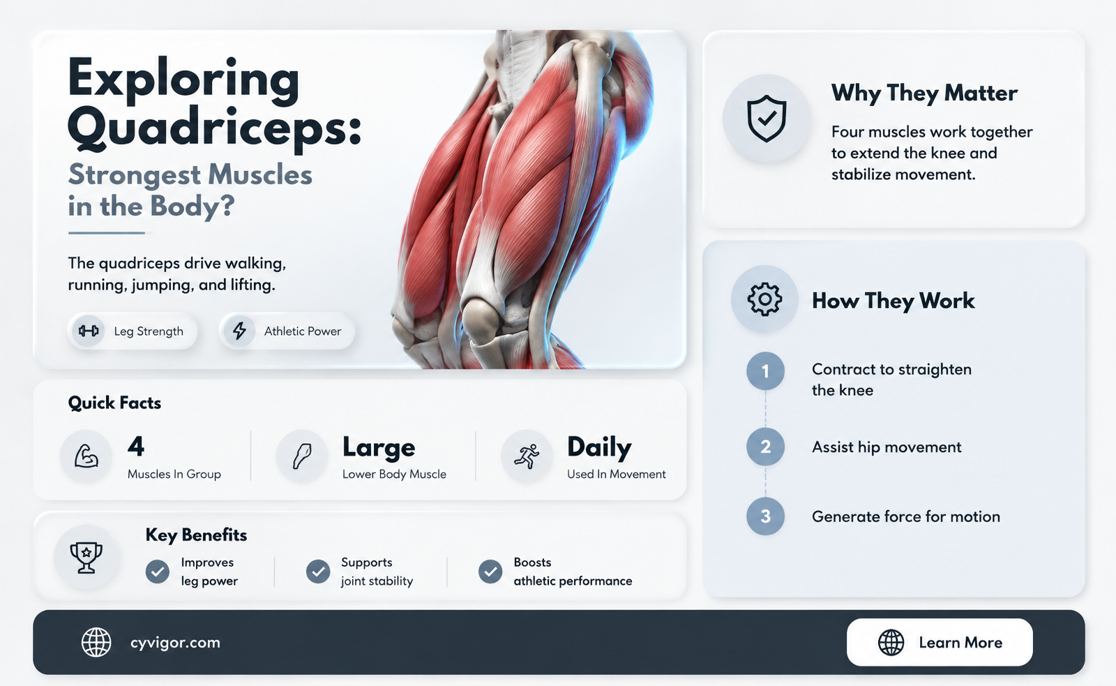are quadriceps the strongest muscles