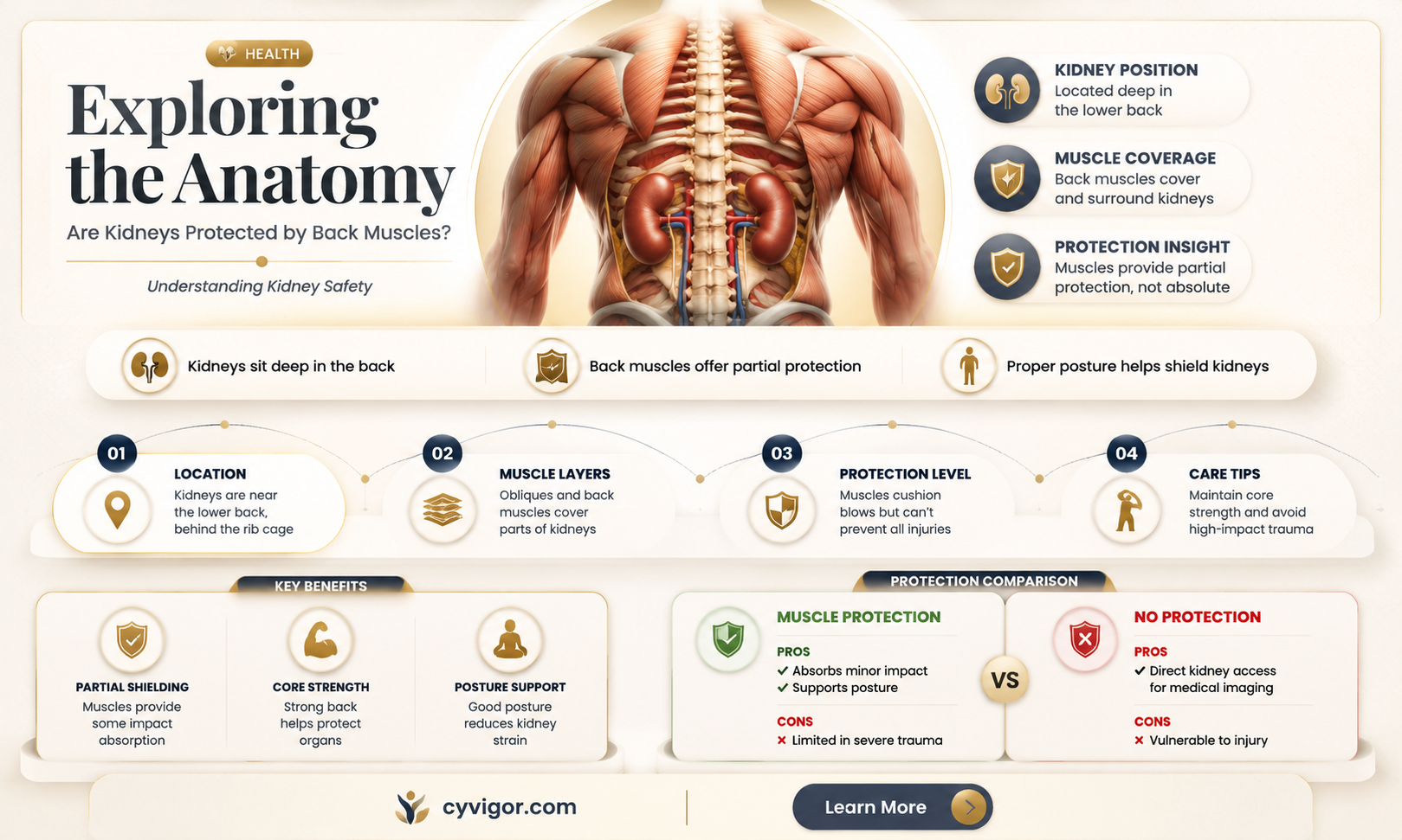 are kidneys covered by back muscles