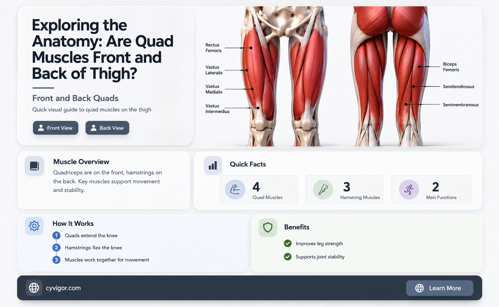 are quad muscles front & back of thigh