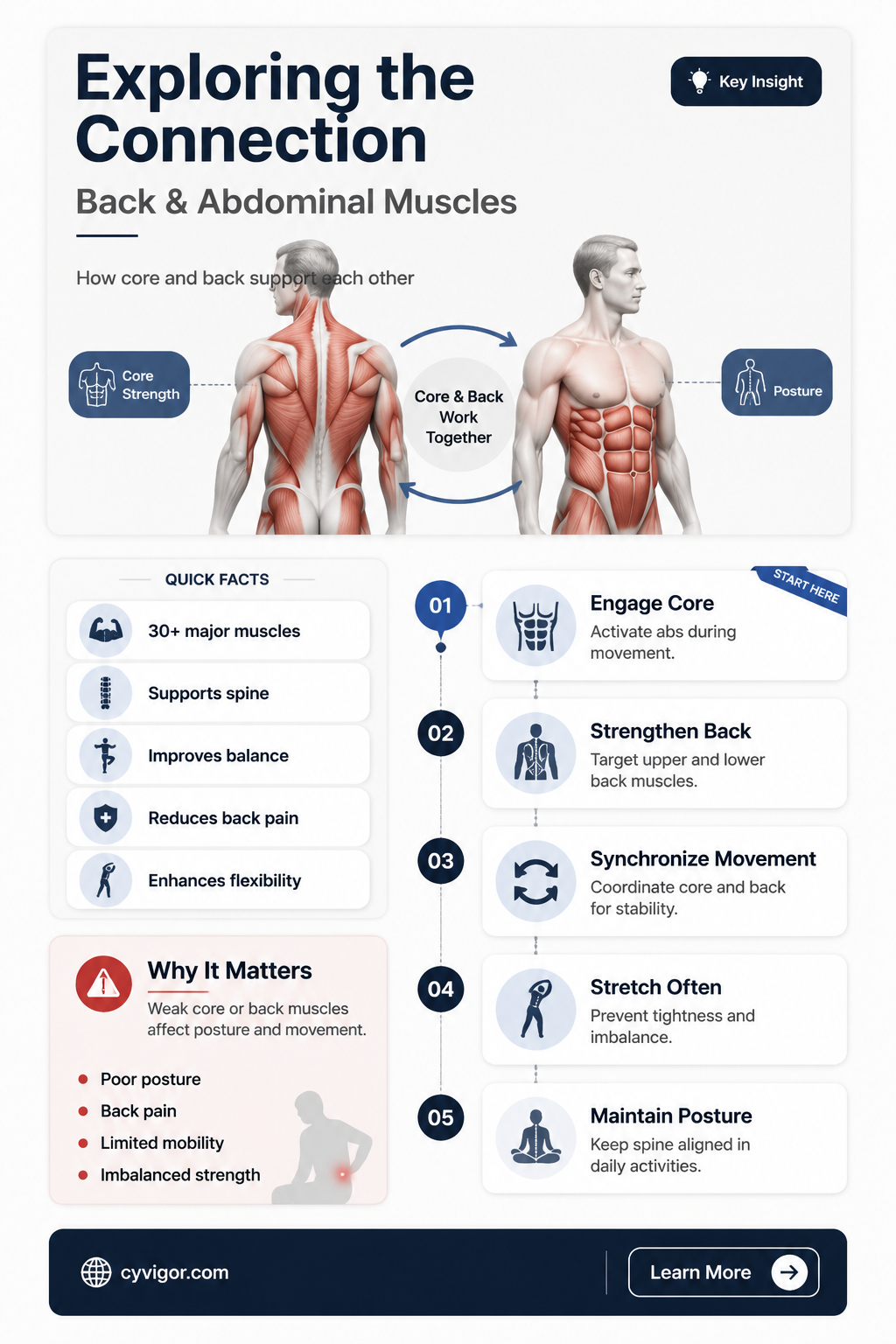 are back muscles connected to ab muscles