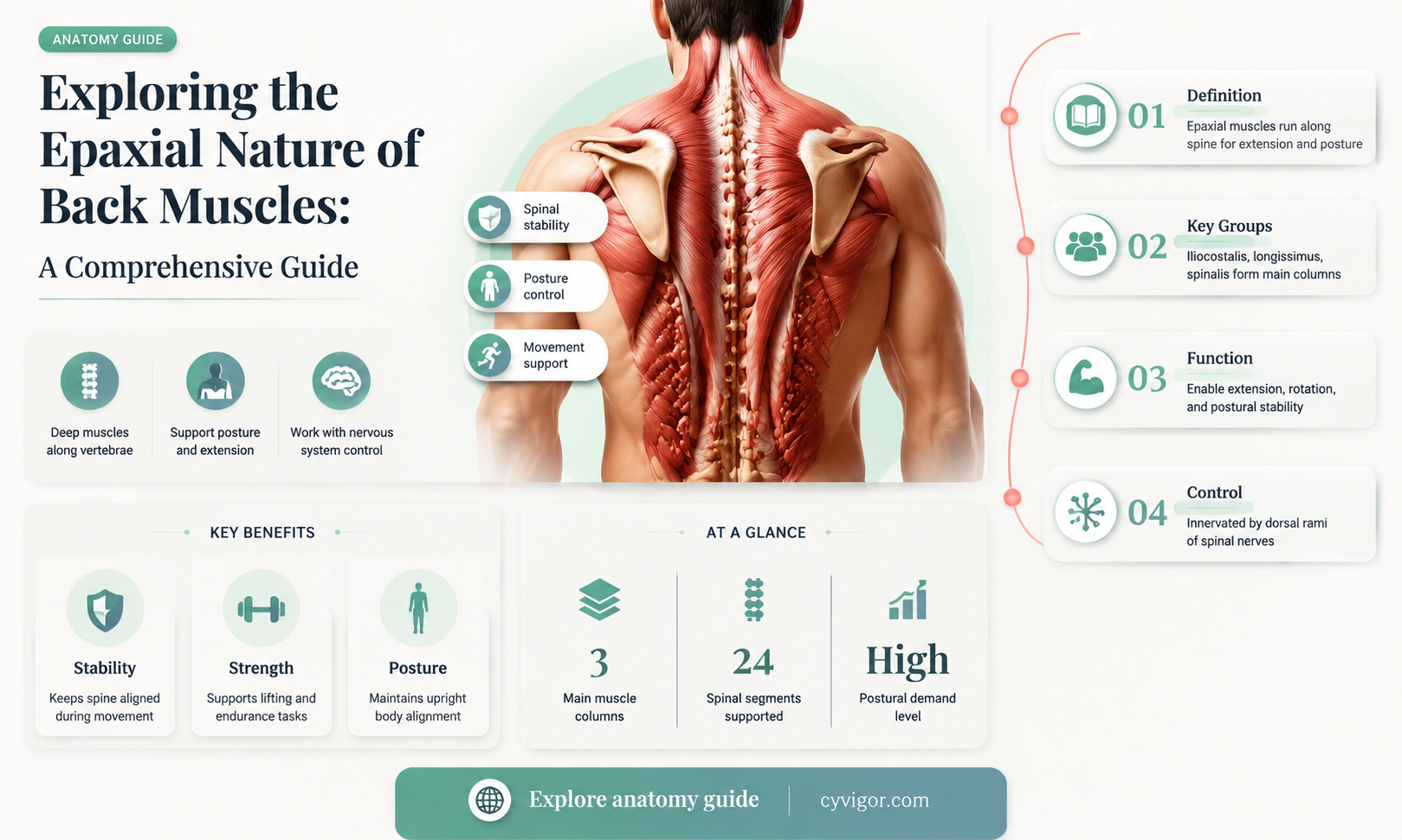 are the back muscles epaxial