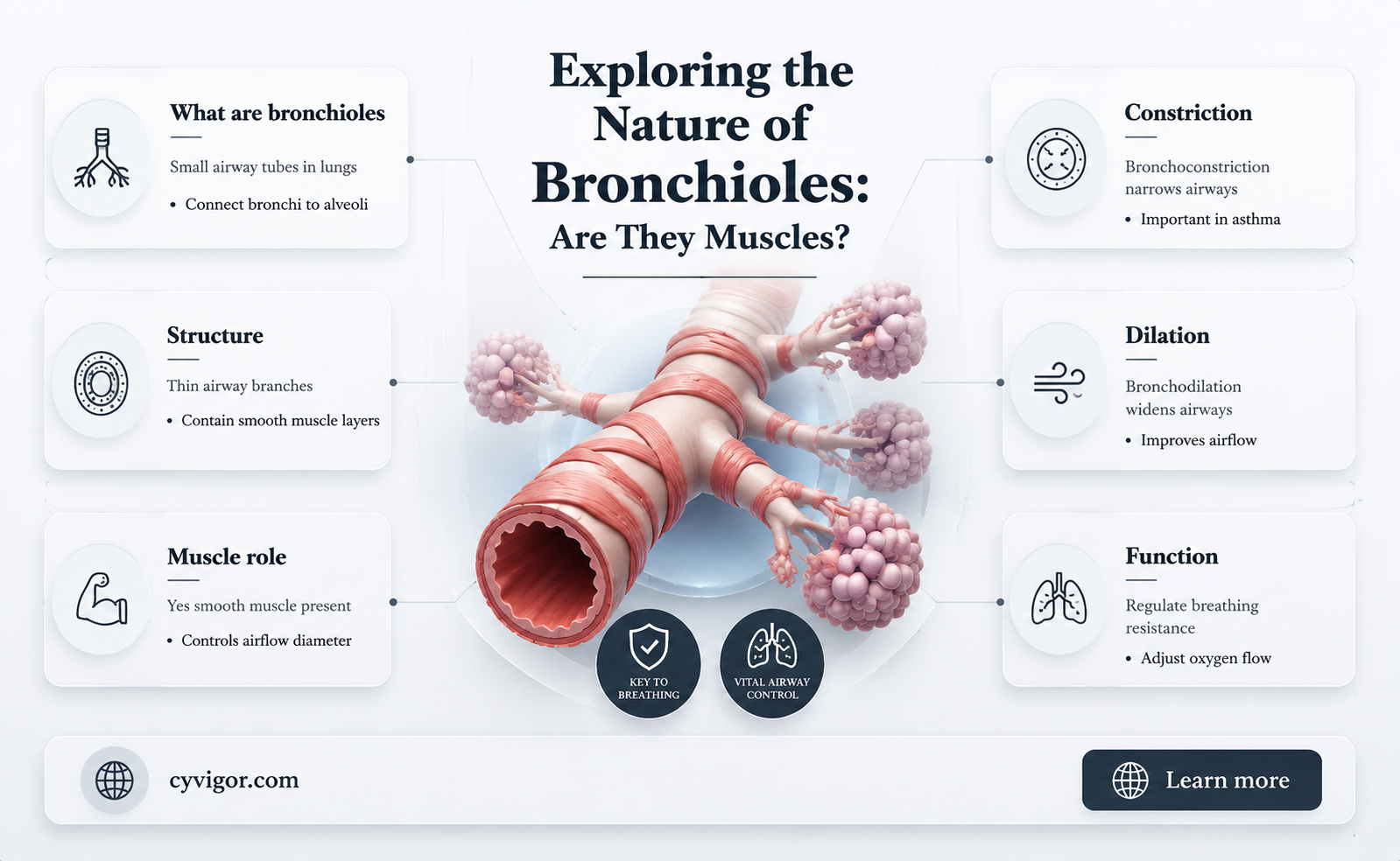 are the bronchioles a muscle