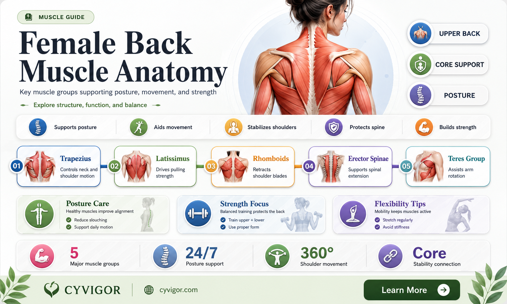 are females back muscles shaped differently