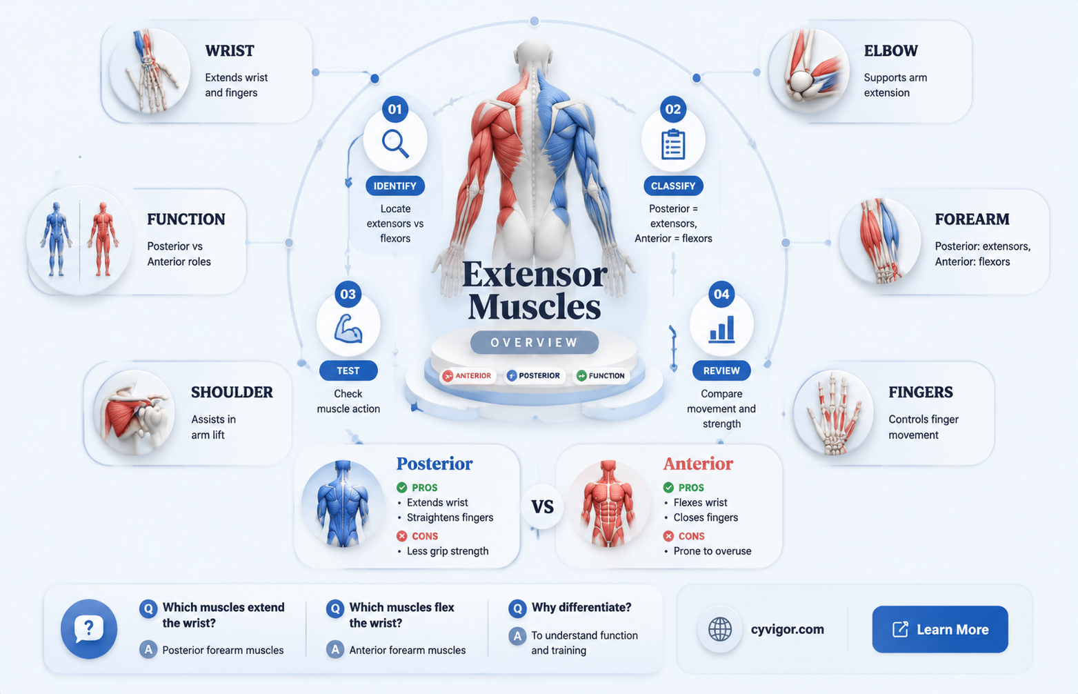 are extensor muscles always posterior