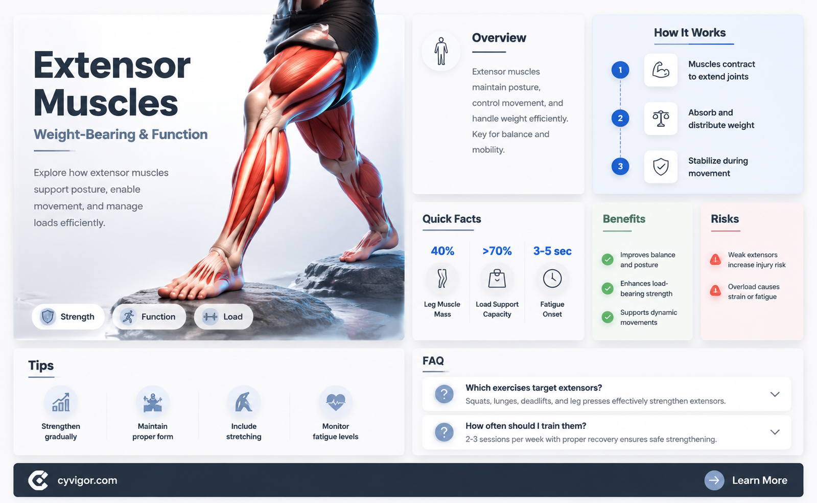 are extensor muscles weight bearing